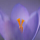 Crocuses
